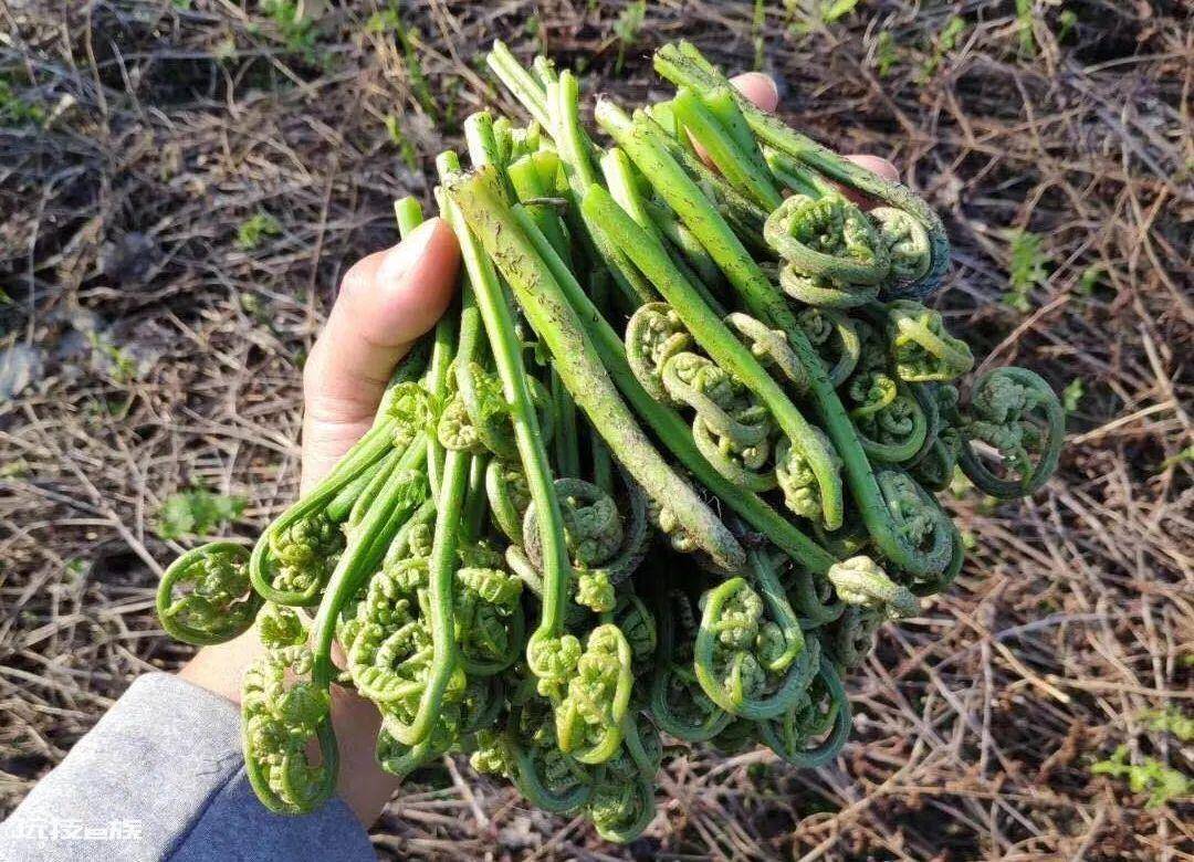 农村常见的野菜图片及名称(春天长出来后采摘可食用野菜)-图片4